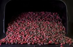 SINGLEPLAYER PVA Micro Pellet Mix red&black 2kg