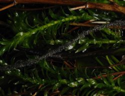 TB FC Supernatural antitangle tube Camo 2 m