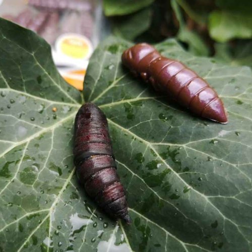 Dipované umělé nástrahy Pupa 38mm / 8ks Cheese