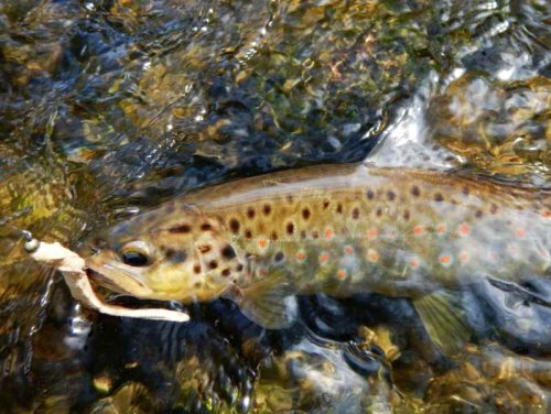 Dipované umělé nástrahy Scaly FAT 3,2-82mm 8ks Black