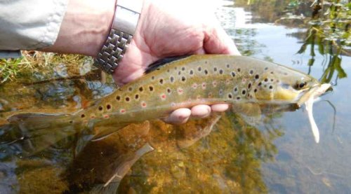 Dipované umělé nástrahy Scaly FAT 3,2-82mm 8ks Black
