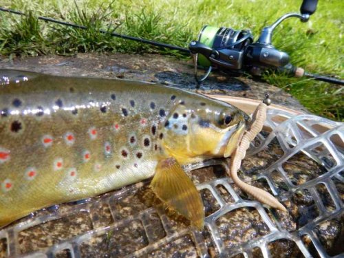 Dipované umělé nástrahy Scaly FAT 3,2-82mm 8ks Black