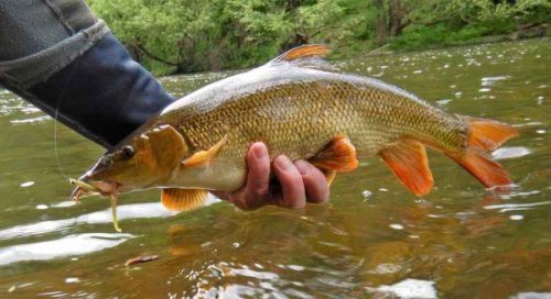 Dipované umělé nástrahy Scaly FAT 3,2-82mm 8ks Black