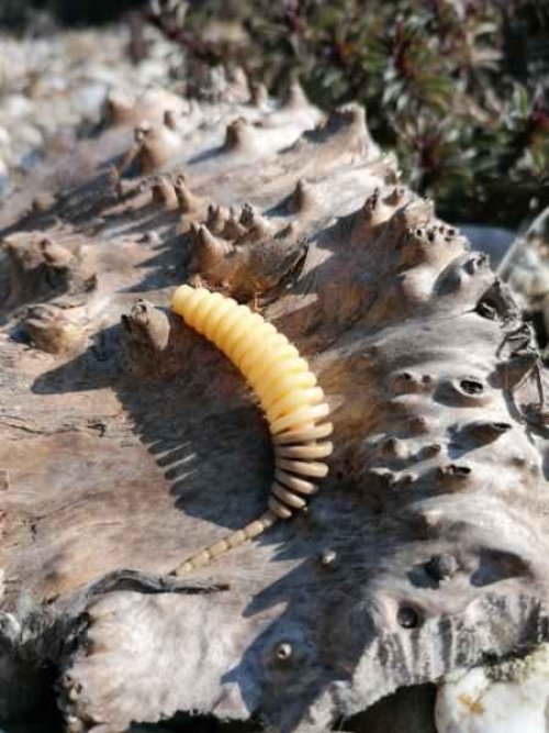 Dipované umělé nástrahy Tanta 63mm / 8ks Earthworm