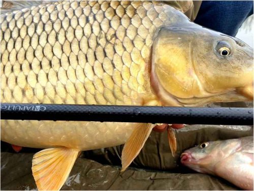 Kaprové pruty Sportex Catapult CS-3 Carp 2-díl 2ks: 12ft 3,00lbs, 366cm M80