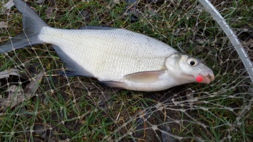 Rohlíkové boilies FLUO 30g Česnek