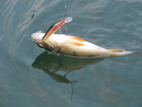 Salmo rybářské woblery Minnow M5F HTK