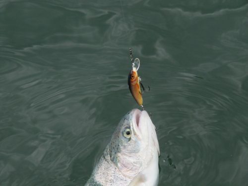 Salmo rybářské woblery Minnow M5F HTK