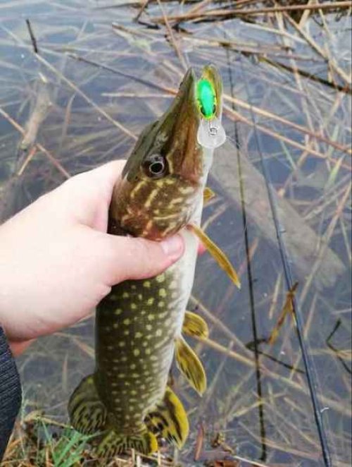 Wobler Hornet H6S barva GFP