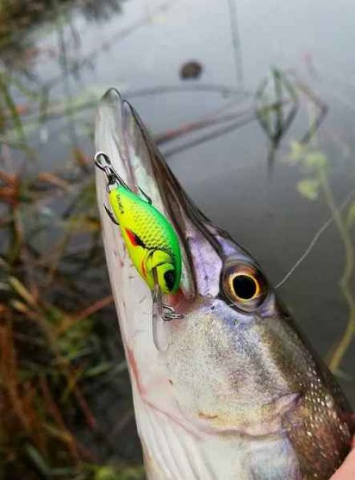 Wobler Hornet H6S barva GFP