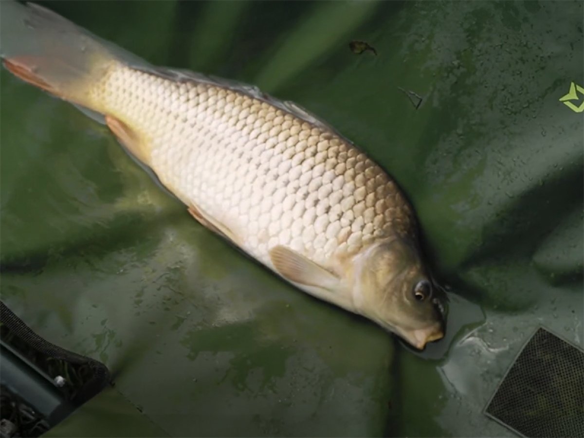 Vanička Delphin Eazy SAFE