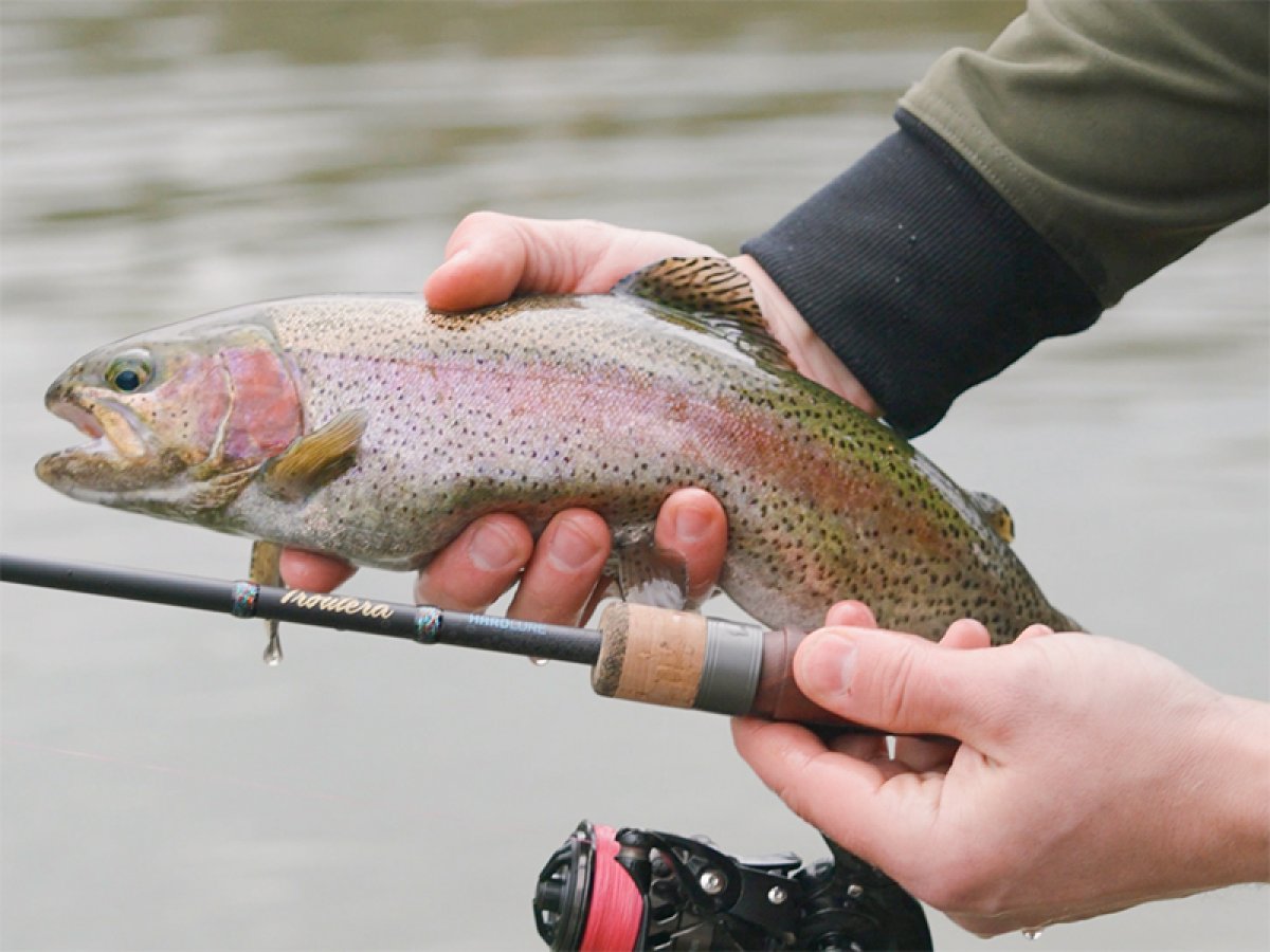 Delphin TROUTERA HardLure
