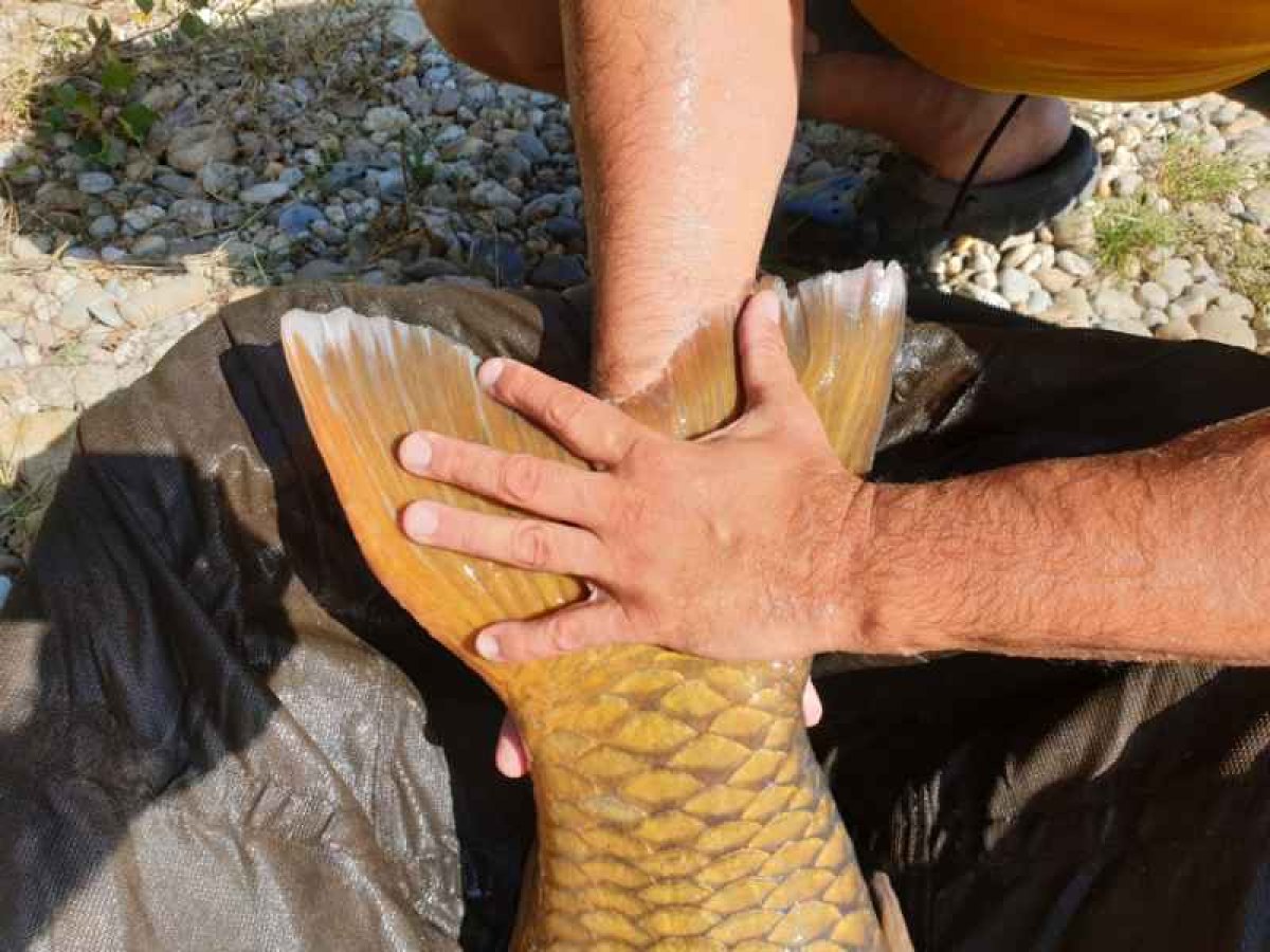 Beyond Carp 2-díl 366cm / 3,00lbs