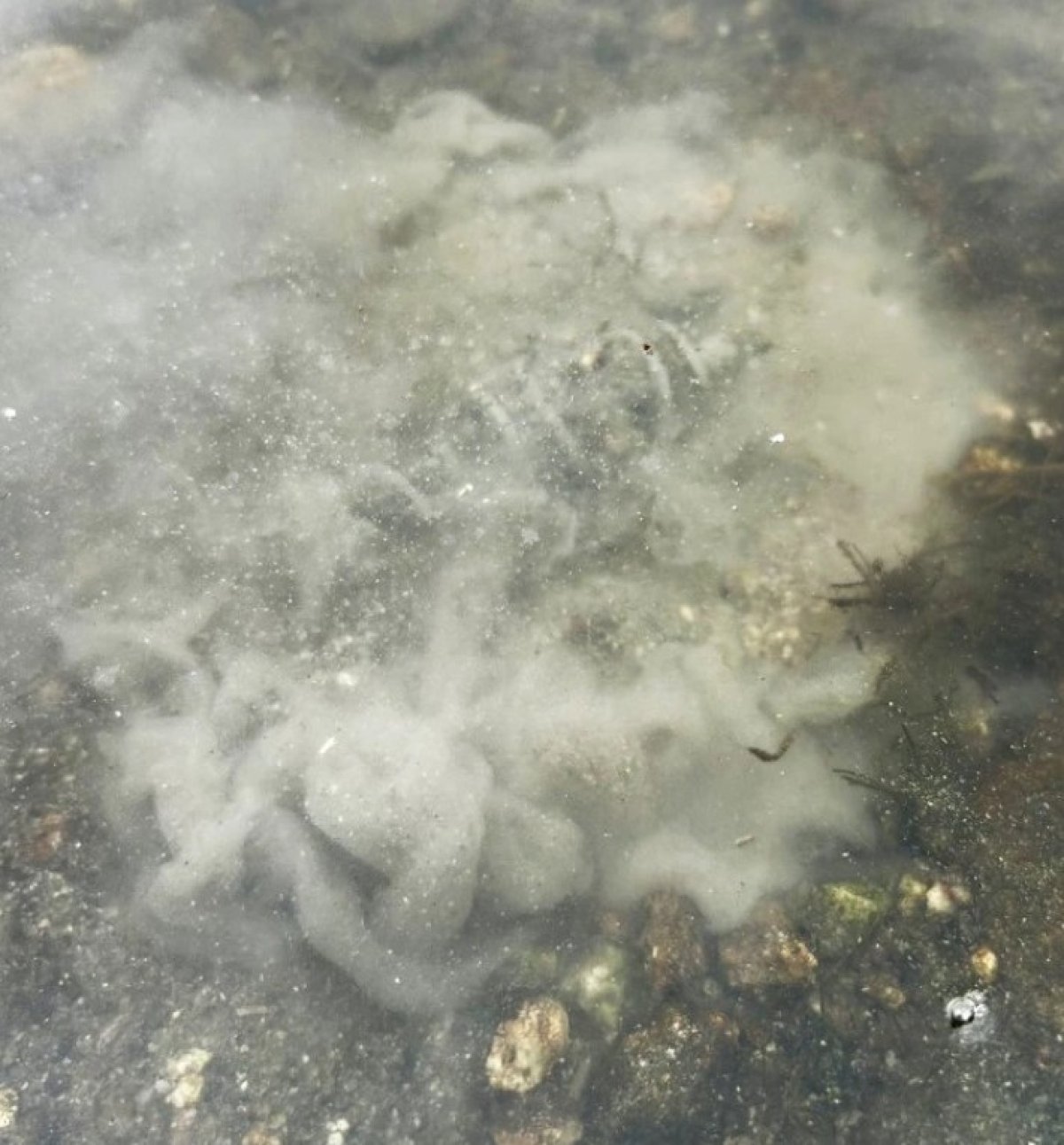 Chytil Carp Mix - krmítková směs