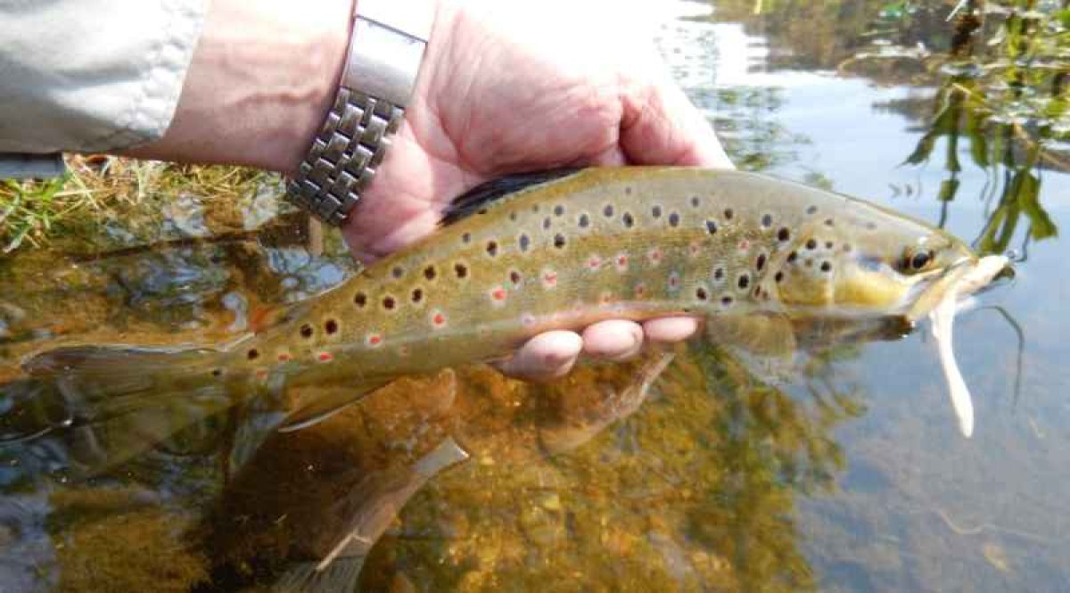 Dipované umělé nástrahy Scaly FAT 3,2-82mm 8ks Black