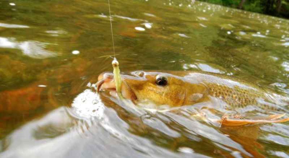 Dipované umělé nástrahy Scaly FAT 3,2-82mm 8ks Yellow