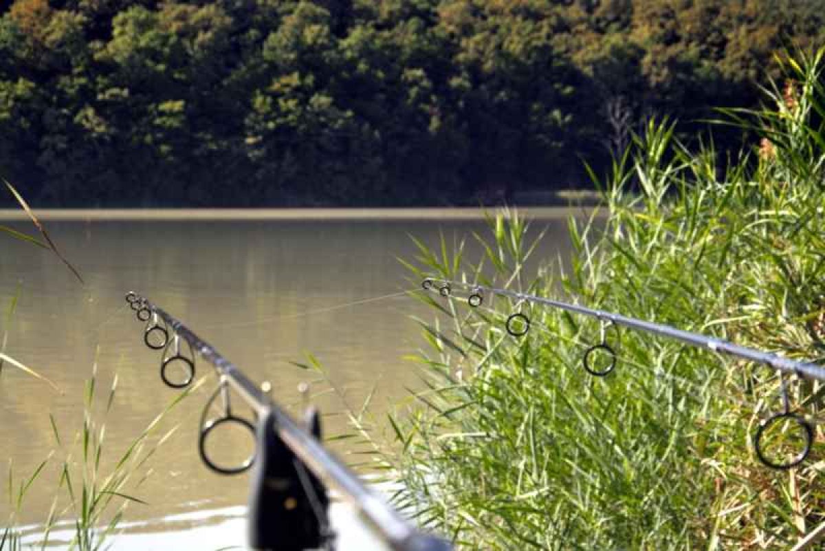 Kaprový prut Revolt Carp 2-díl 365cm 3,25lb Kaprový prut Revolt Carp 2-díl 365cm 3,25lb