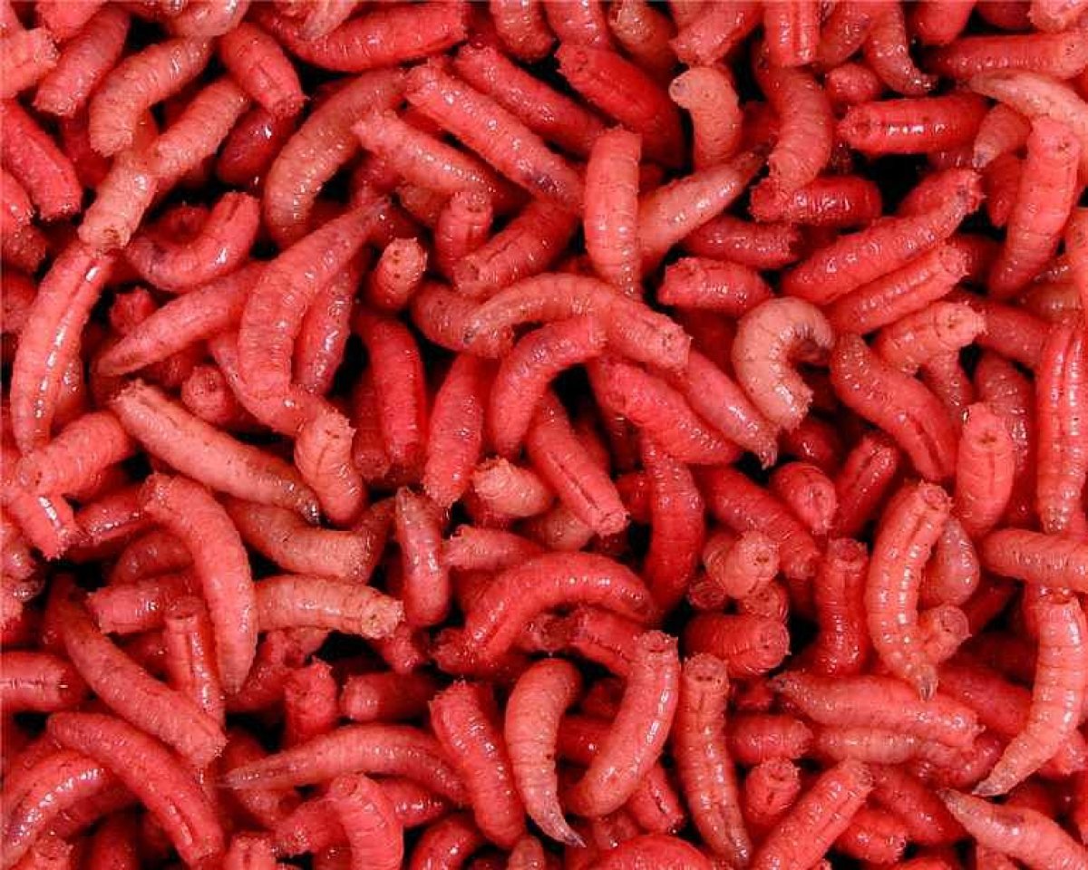 Larva červená l (1L=600gr.)