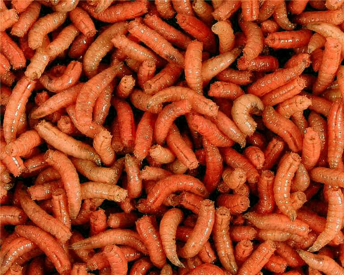 larva oranžová l (1L=600gr.)