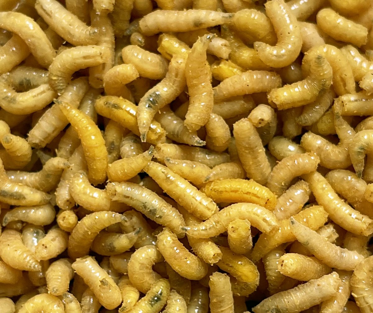 Larva žlutá l (1L=600gr.)