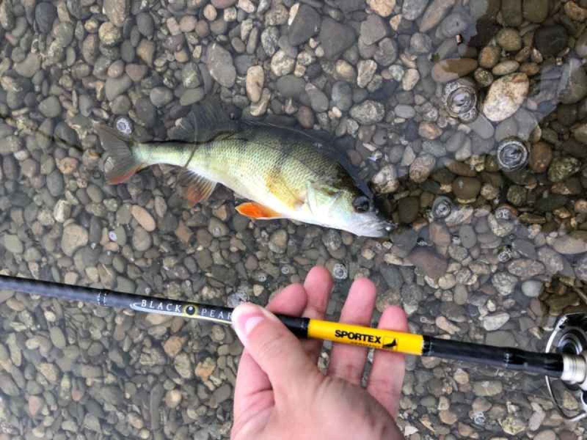 Přívlačový prut Black Pearl GT-3 ultra light 270cm 2-8g