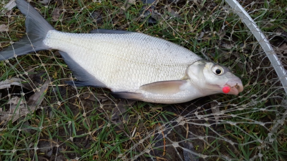 Rohlíkové boilies FLUO 30g Sladká švestka