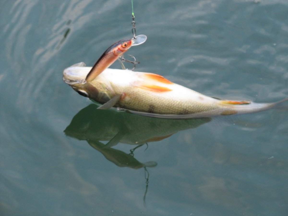 Salmo rybářské woblery Minnow M5F HTK Salmo rybářské woblery Minnow M5F HTK