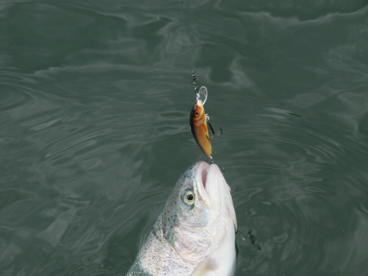 Salmo rybářské woblery Minnow M5F HTK Salmo rybářské woblery Minnow M5F HTK