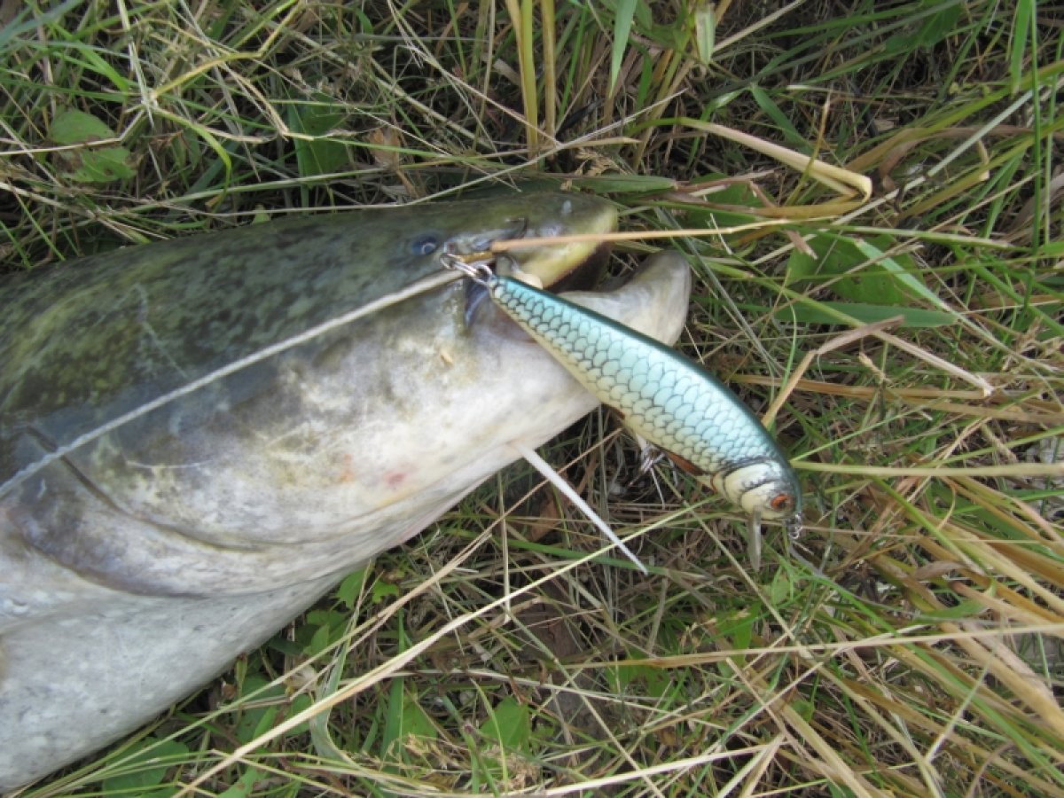 Salmo rybářské woblery perch PH12F HDG Salmo rybářské woblery perch PH12F HDG