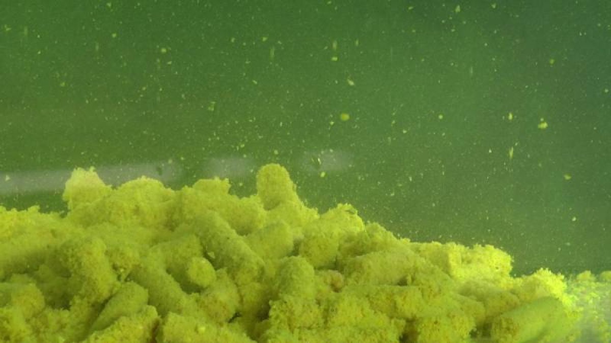 SuperFeed Diffusion Pellet 8mm / 1kg Fruit Beast