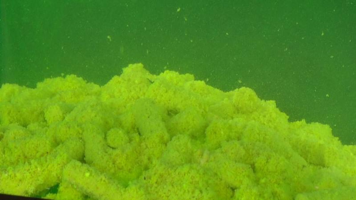 SuperFeed Diffusion Pellet 8mm / 1kg Fruit Beast