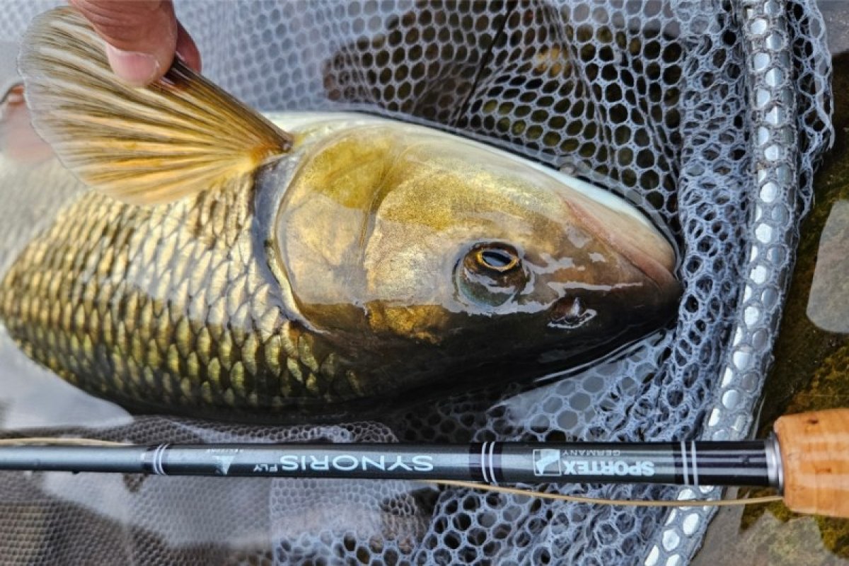 Synoris Fly 4-díl 260cm / aftma 6