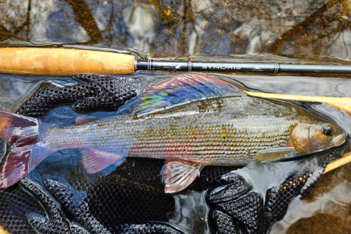 Synoris Fly 4-díl 300cm / aftma 8