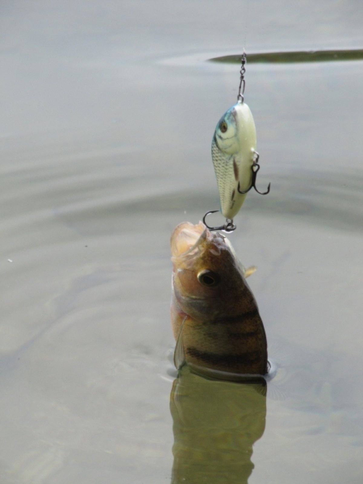 Wobler Slider SD5S barva RHP/HP