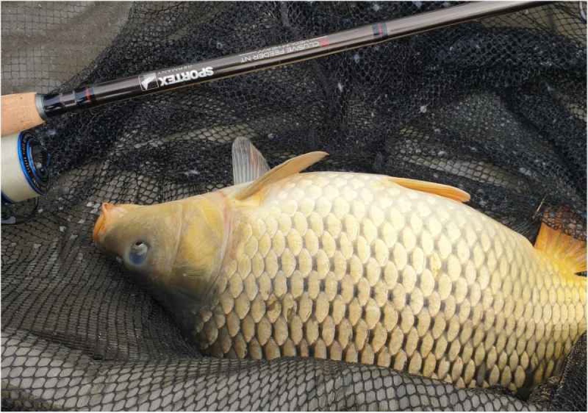Xclusive M/H Feeder NT 390cm,100-190g